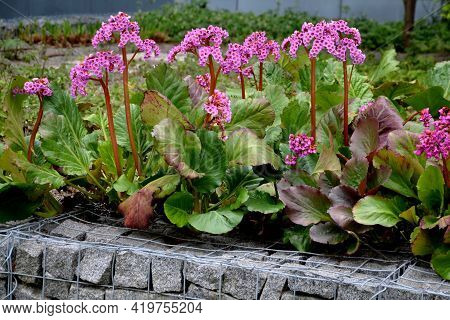 Bergenia Rotblum Is A Deep Pink Flowering Bergenia Variety With Almost Round Leaves. They Are Dark O
