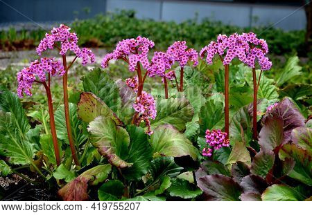 Bergenia Rotblum Is A Deep Pink Flowering Bergenia Variety With Almost Round Leaves. They Are Dark O