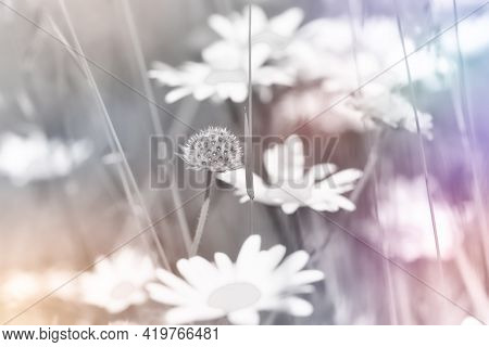 Nature Background With Wildgrass Under Sunlight. Selective Focus. Copy Space.