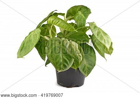 Lush Tropical Houseplant With Botanic Name 'syngonium Macrophyllum Frosted Heart'  In Flower Pot Iso