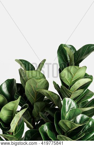 Fiddle-leaf fig plant on an off white background