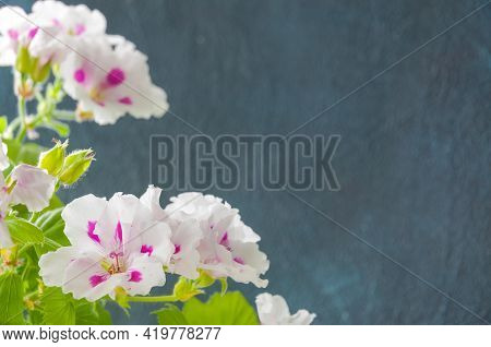 The White Royal Geranium Flowers On A Gray Background. Copispace