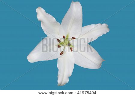 White lily