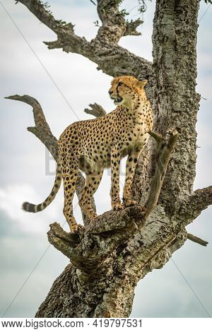 Cheetah Stands In Gnarled Tree Turning Head