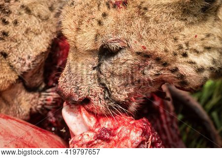 Close-up Of Bloodstained Cheetah Biting Into Carcase