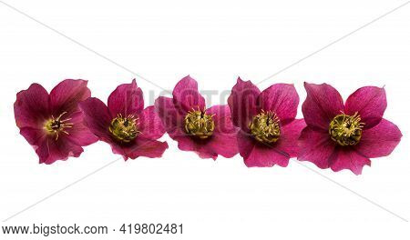 Burgundy Hellebore Flower Isolated On White Background
