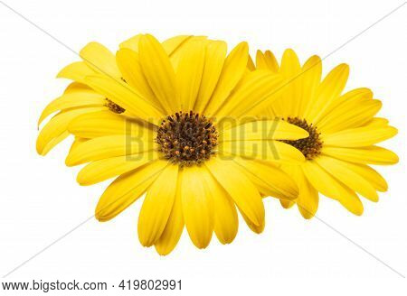 Yellow Osteospermum Daisy Isolated On White Background