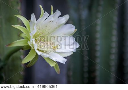 Close Up Cereus Cactus Flower Blooming In Garden