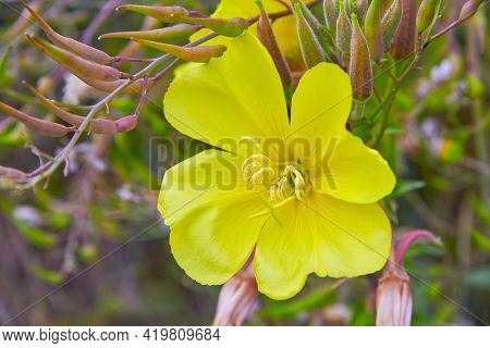 One Open Yellow California Sourgrass Flower Blossom