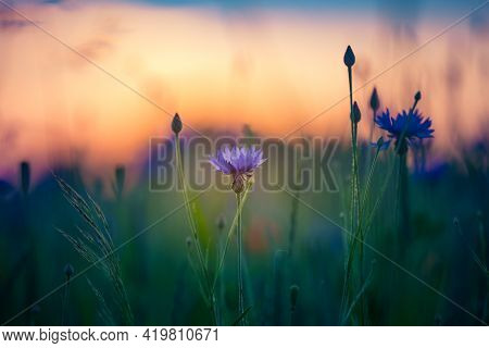 Beautifu Blue Cornflowers Blooming In The Field In Dolden Sunset Light. Wildflowers In Northern Euro