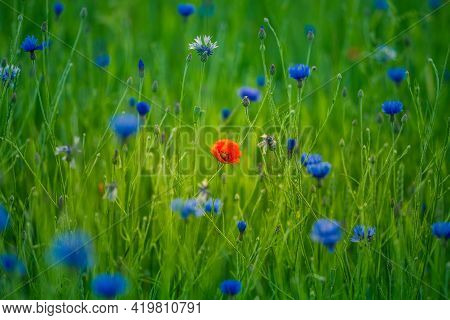 Beautifu Blue Cornflowers Blooming In The Field In Dolden Sunset Light. Wildflowers In Northern Euro