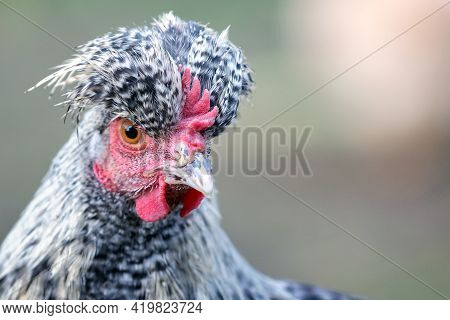 Portrait Of Speckled Gray Chicken With Big Topknot