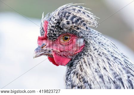 Profile Portrait Of Speckled Gray Chicken With Big Topknot