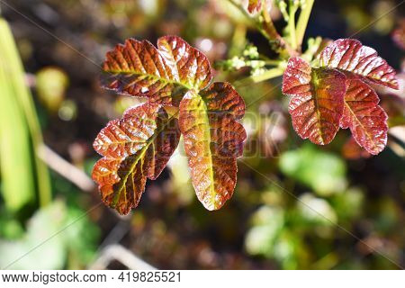 New Poison Oak Leaves Close Up For Plant Identification
