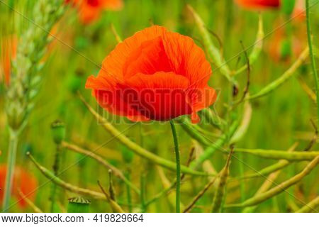 Single Poppy In A Field. Wildflower With Red Flowers. Grain Field With Infructescence Of Rape, Barle