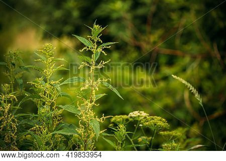 Twigs Of Wild Plant Nettle - Stinging Nettle - Urtica Dioica In Summer Spring Meadow. Close Up.