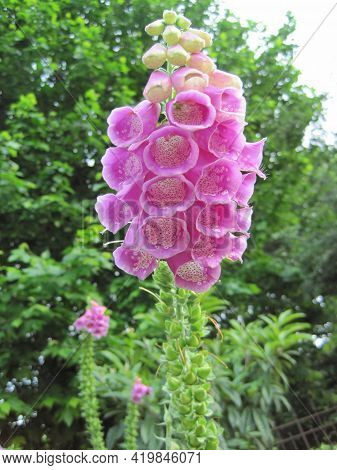 Blooming Pink Foxglove Or Digitalis Purpurea Flowers
