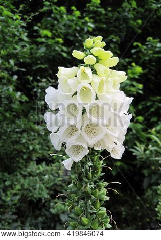 Blooming White Foxglove Or Digitalis Purpurea Flowers