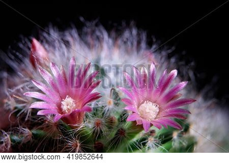 Close Up Pink Flower Of Mammillaria Boscana Cactus