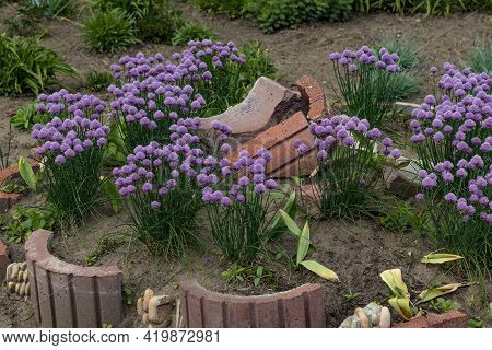 Flowerbed With Purple Bulbs Of Flowering Onion Allium. Ornamental Onion Serendipity