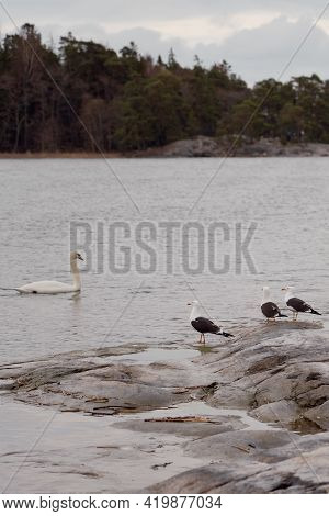 Swans And Seagulls Sit On A Rock Off The Coast Of The Baltic Sea.