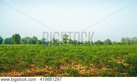 Field Of Green Leaf Cassava Plant In Agriculture Planting Farm Land Under Blue Sky