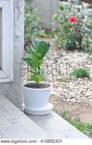 Fiddle Fig, Ficus Lyrata Or Ficus Lyrata Bambino Plant In The Garden