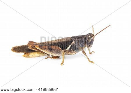 Image Of White-banded Grasshopper(stenocatantops Splendens) Isolated On White Background. Insect. Br
