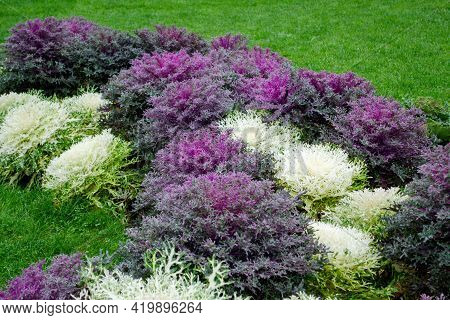 Flowering Purple - Pink And White Decorative Cabbage. Various Acephala Or Brassica Oleracea Decorati