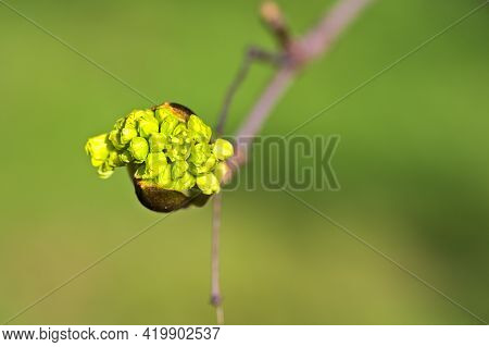 Beautiful Closeup View Spring Maple (acer) Tree Buds On Green Blurry Background Ballinteer, Dublin, 