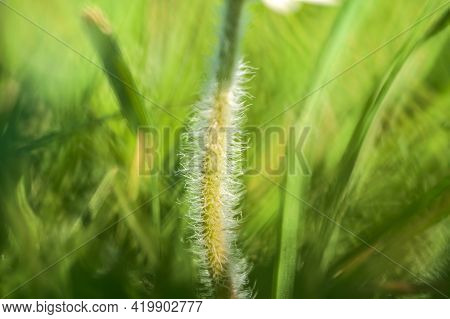 Beautiful Macro View Of Tiny Hairy Stem Of Small Single Low Growing Chamomile (mayweed) Flower On Li