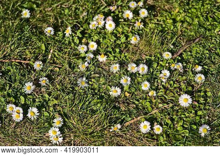 Beautiful Op View Of Lots Of Small Single Low Growing Chamomile (mayweed) Flowers On Dark Green Gras
