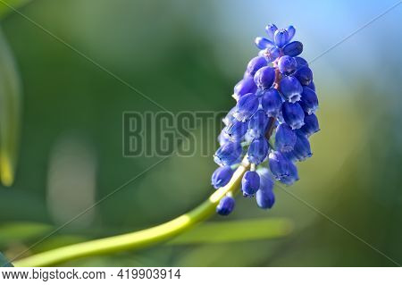 Beautiful Blurry Closeup View Of Spring Blue Muscari (grape Hyacinth) With Green Bokeh Ballinteer, D