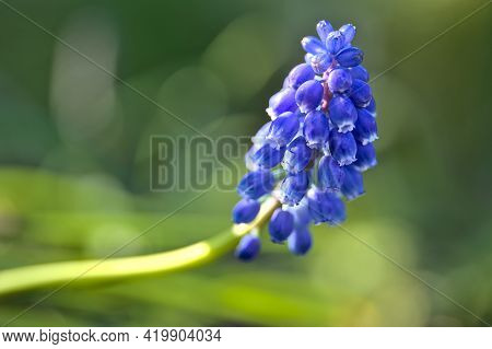 Beautiful Blurry Closeup View Of Spring Blue Muscari (grape Hyacinth) With Green Bokeh Ballinteer, D