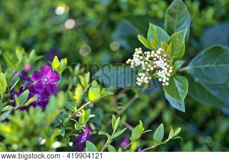 Beautiful Closeup View Of Violet Common Periwinkle (vinca Apocynaceae) Flowers Used In Chromo Therap