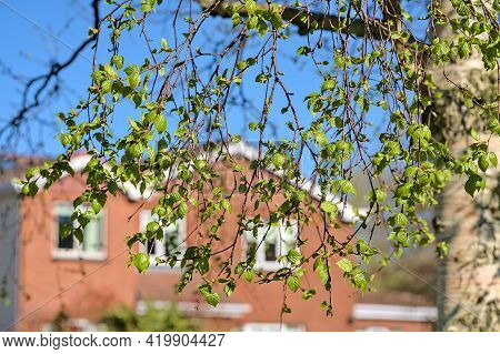 Beautiful Bright Closeup View Of Young Birch Tree Spring Light Green Leaves Against Typical Irish Ho