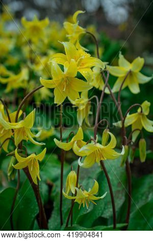 Beautiful Spring Flowers And Leaves Nature Floral Wallpaper