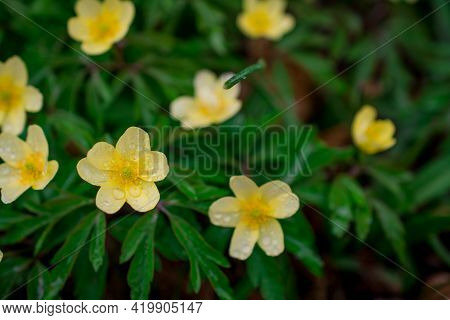 Beautiful Spring Flowers And Leaves Nature Floral Wallpaper