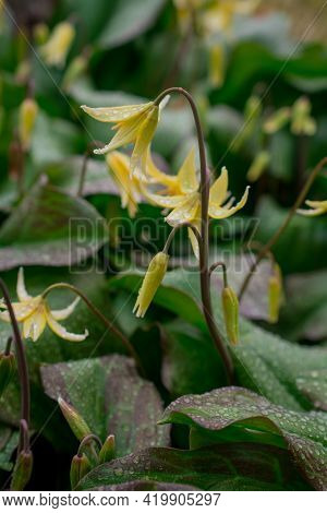 Beautiful Spring Flowers And Leaves Nature Floral Wallpaper