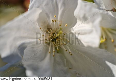 Beautiful Blurry Macro View Of Delicate Spring White Cherry (prunus Shogetsu Oku Miyako) Blossoms Fl
