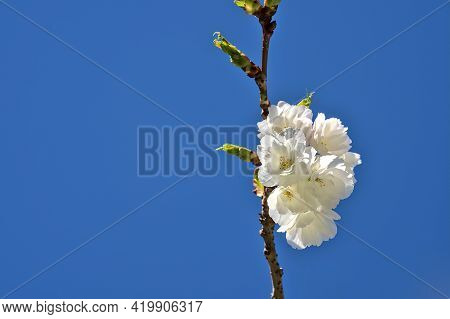 Beautiful Closeup View Of Delicate Spring White Cherry (prunus Shogetsu Oku Miyako) Blossoms Floweri