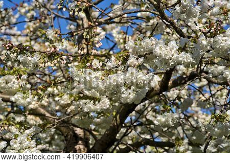Beautiful Closeup View Of Delicate Spring White Cherry (prunus Shogetsu Oku Miyako) Blossom Flowerin
