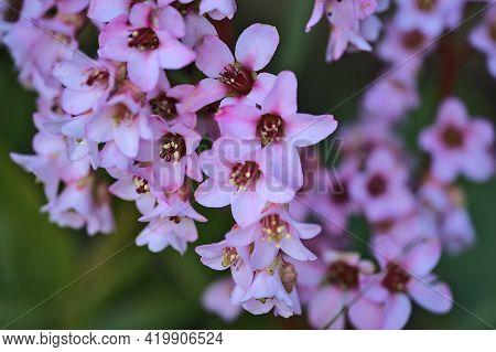 Beautiful Closeup View Spring Small Pink Pigsqueak (bergenia) Flowers, Ballinteer, Dublin, Ireland. 