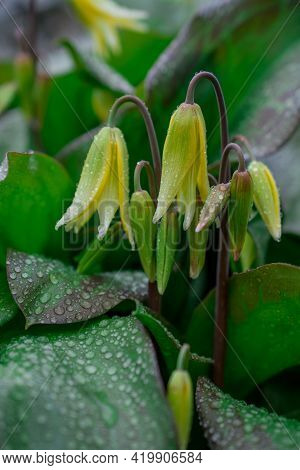 Beautiful Spring Flowers And Leaves Nature Floral Wallpaper
