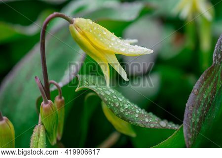 Beautiful Spring Flowers And Leaves Nature Floral Wallpaper