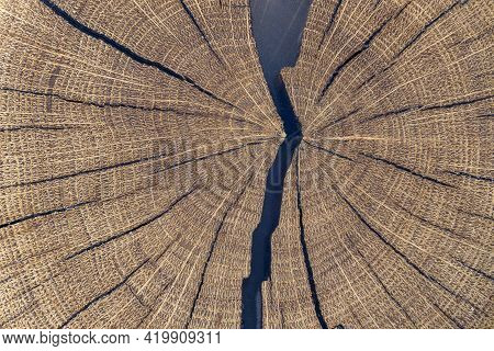 Close Up Of Oak Tree Growth Rings With Cracks Filled With Resin. Cross-section Of The Tree Trunk For