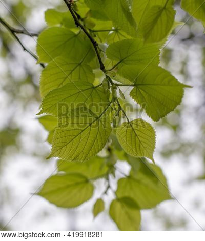 Tilia Platyphyllos Green Leaves. The Tree Is Also Known As Large Leaved Lime Or Linden.