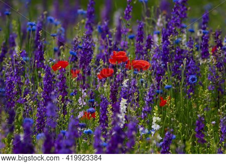 Red Poppies In A Field Of Wildflowers Of Blue Bachelor Buttons And Pink And Purple Larkspurs