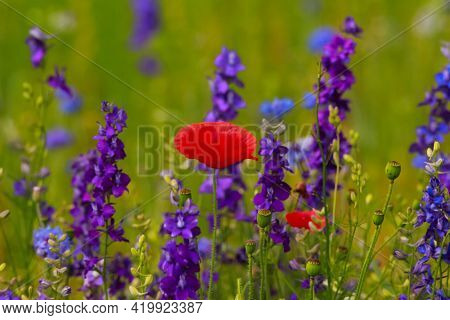 A Pretty Red Poppy Flower In A Field Of Wildflowers Of Blue Bachelor Buttons And Purple Larkspurs