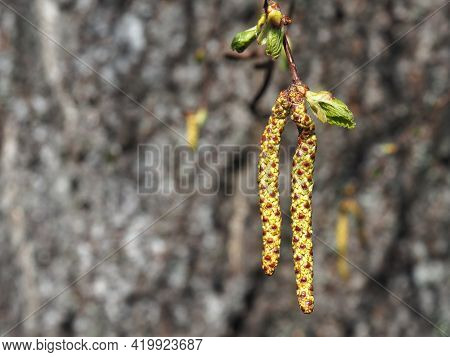 Blooming Birch Branch. Allergic Pollen. Allergy Treatment.